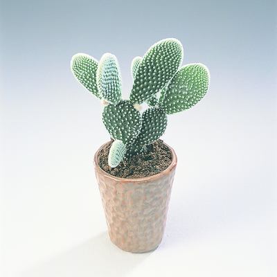 Den perfekte plante til de travle unge