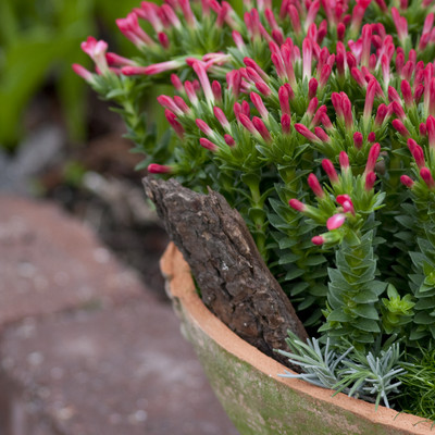 Crassula - en plante til alle generationer