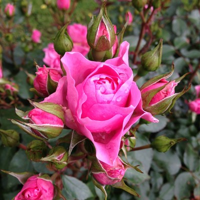 Sweet Winner™ Sweet Home Roses®