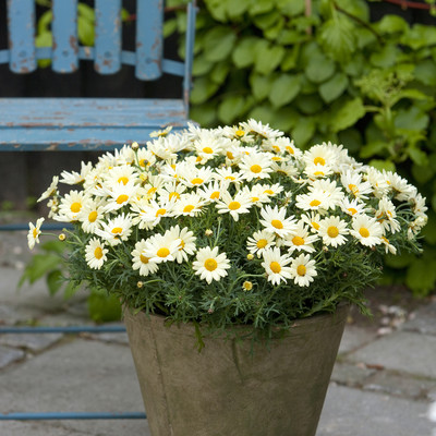 Massor av margueriter