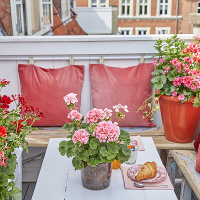 Welcome to a sea of flowers! How geraniums make balconies and terraces bloom