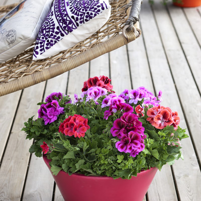 Popular geraniums outdoors and indoors