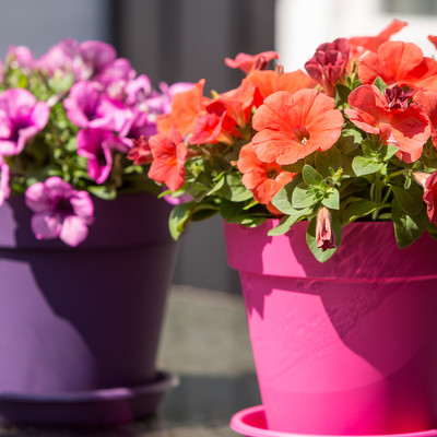 Add life to outdoor living with Petunia