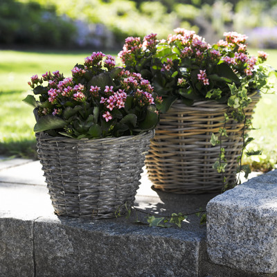 Skapa nytt liv i trädgården med vår utomhusversion av Kalanchoe