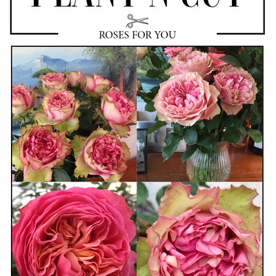Plant ’n’ cut™ ’Roses for You’