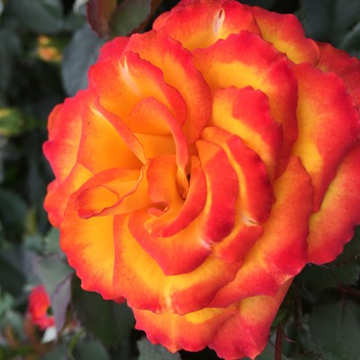 Malfa™ Roses Forever®