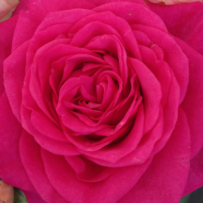 Rosa hybrid Malaga™ Roses Forever®