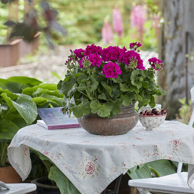 Blomstrende paradis for enhver smag med Palargonier