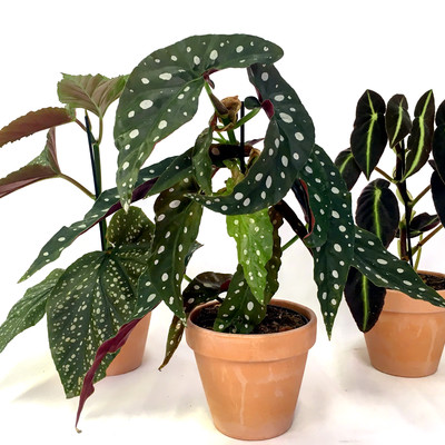 Begonia med englevinger