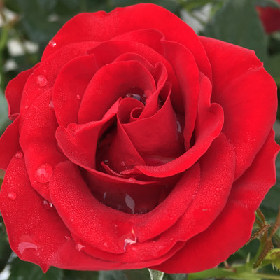 Rosa hybrid Madrid ™ Roses Forever®