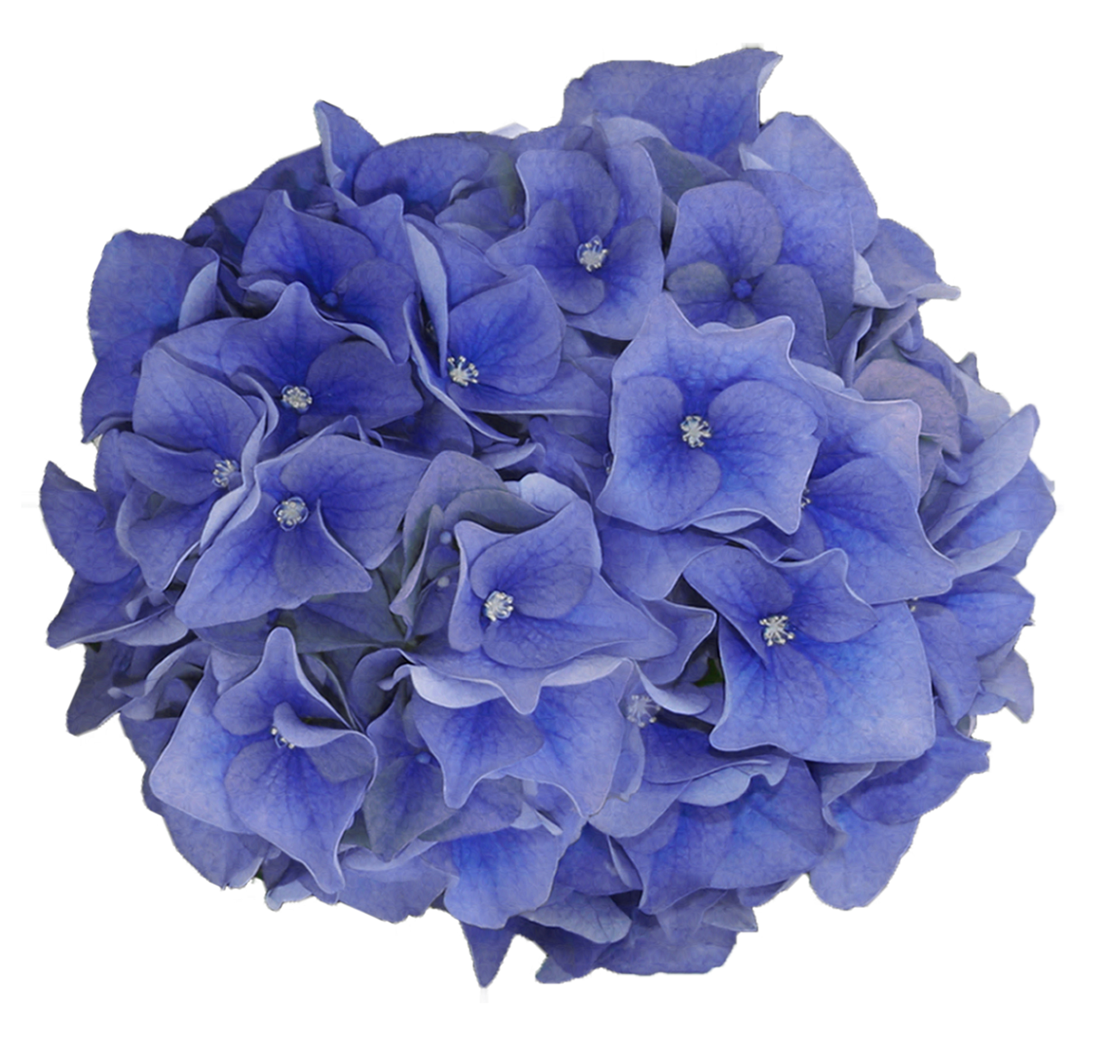 Floradania Marketing: Hydrangea machrophylla 'Blue Sunset™'
